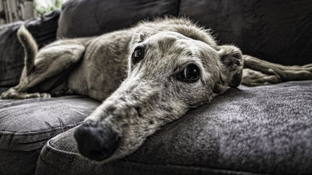 Un galgo de edad avanzada