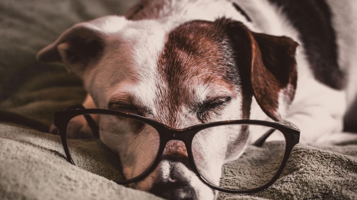 Un perro de edad avanzada