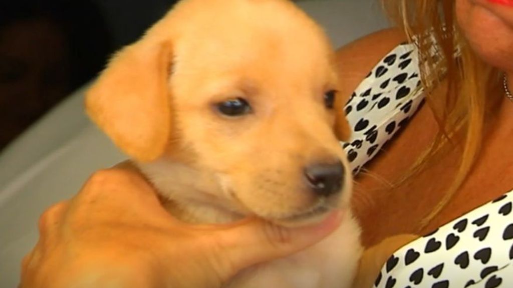 Acopet, el programa que acoge a las mascotas de las víctimas de violencia de género