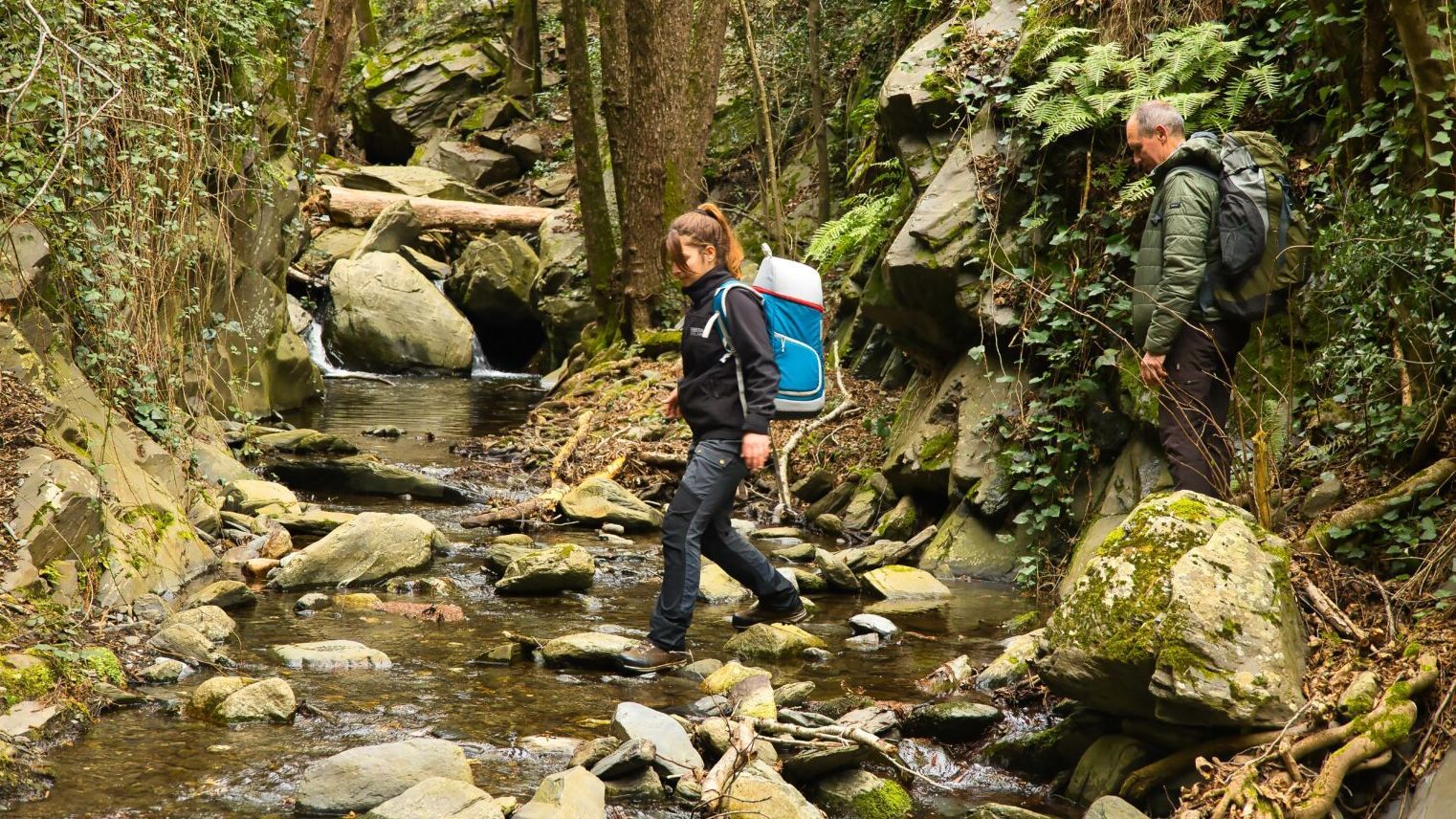 Reintroducción del tritón del Montseny en su hábitat natura