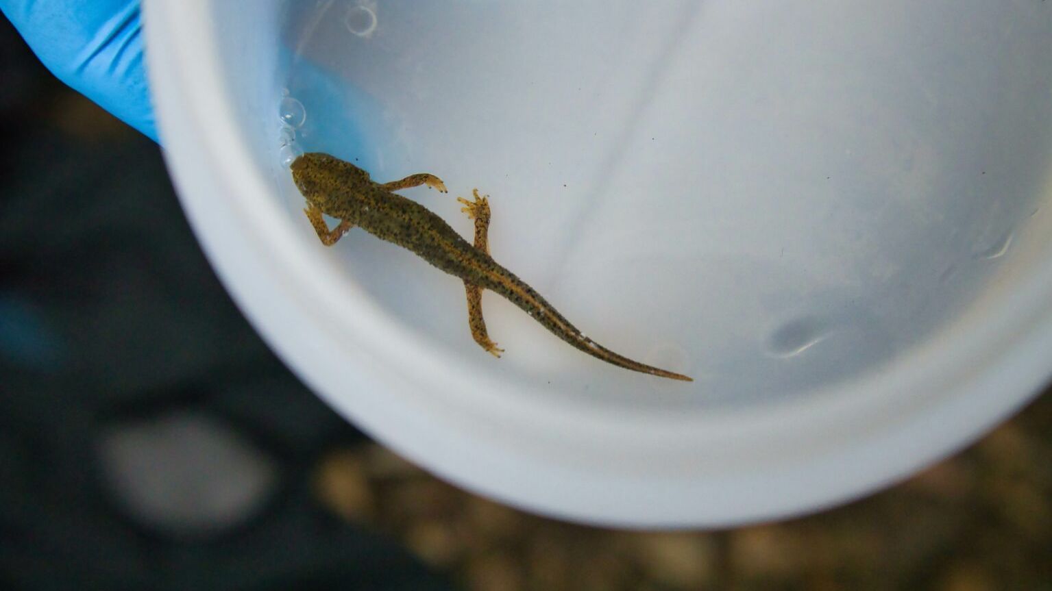 Reintroducción del tritón del Montseny en su hábitat natural