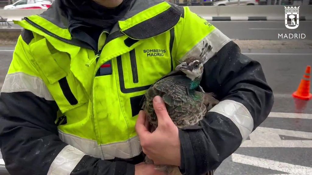 Rescatan a una cría de pavo real de un segundo piso tras escaparse de un parque en Madrid