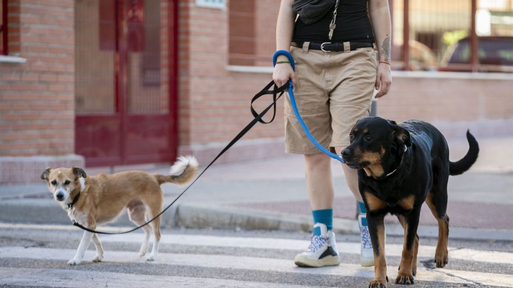 Una persona pasea con dos perros por la calle.