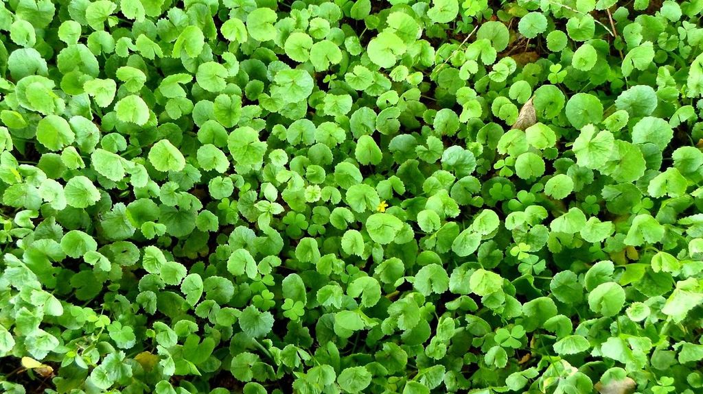 Centella asiática