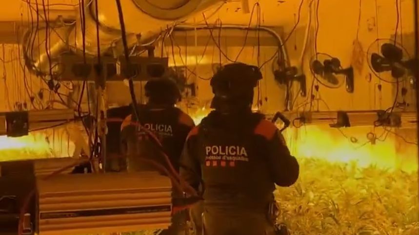 Mossos en una plantación de marihuana indoor