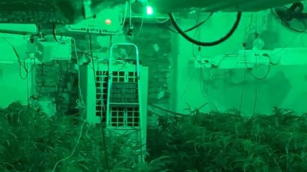 Diez detenidos con 4.000 plantas de marihuana ocultas en casas de Sabadell, Barcelona