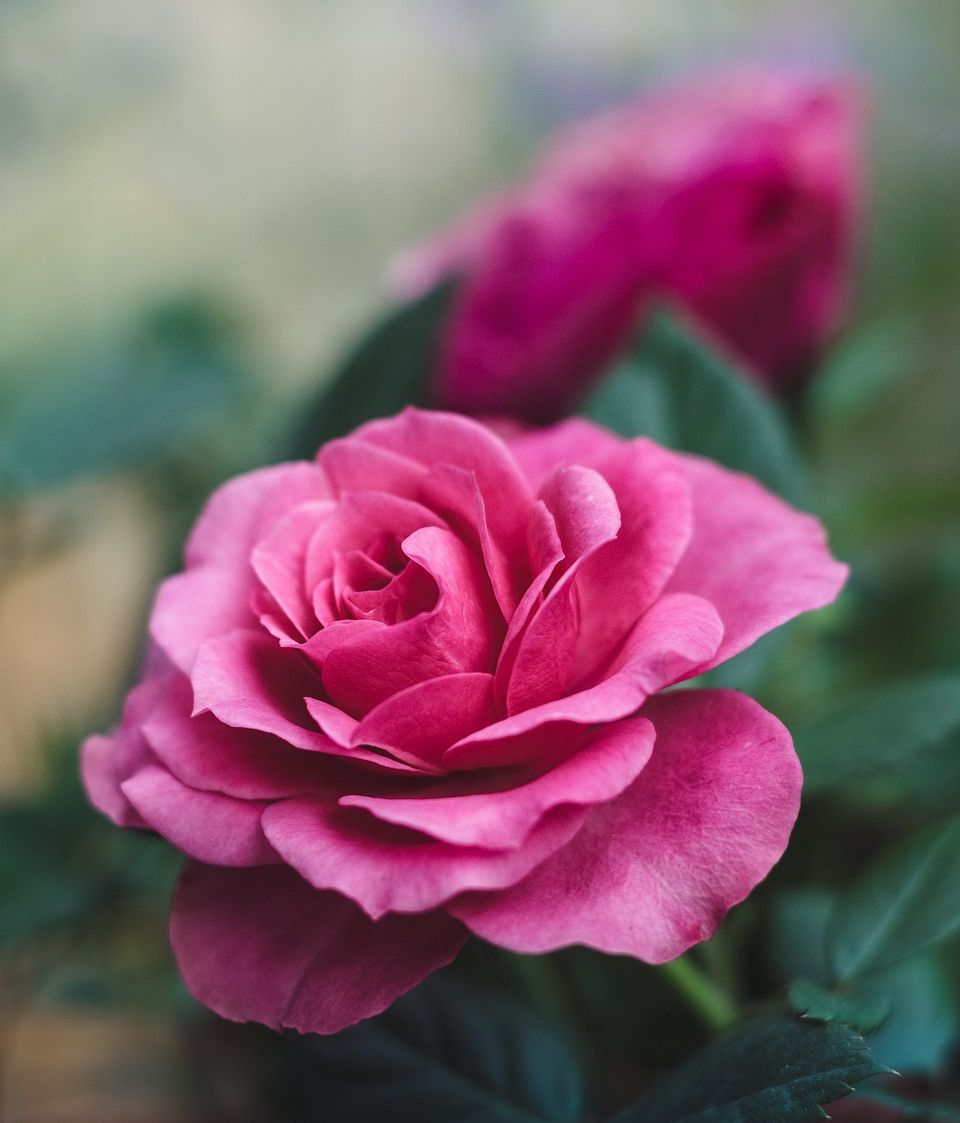 Rosas