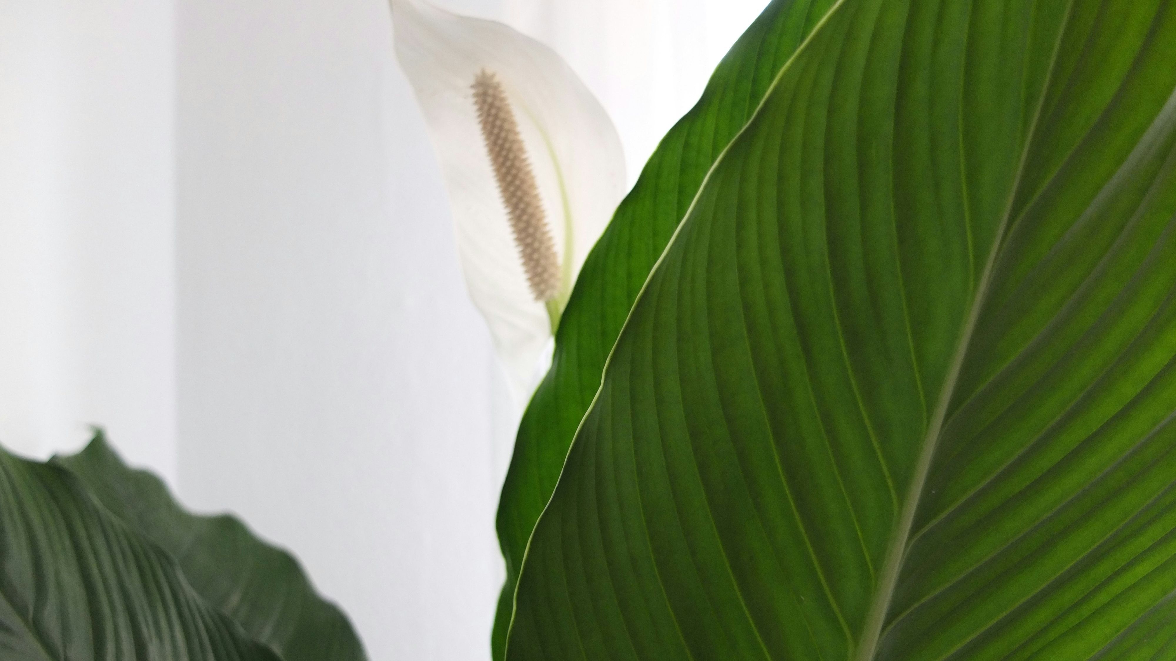 Espatifilo unsplash Espatifilo unsplash