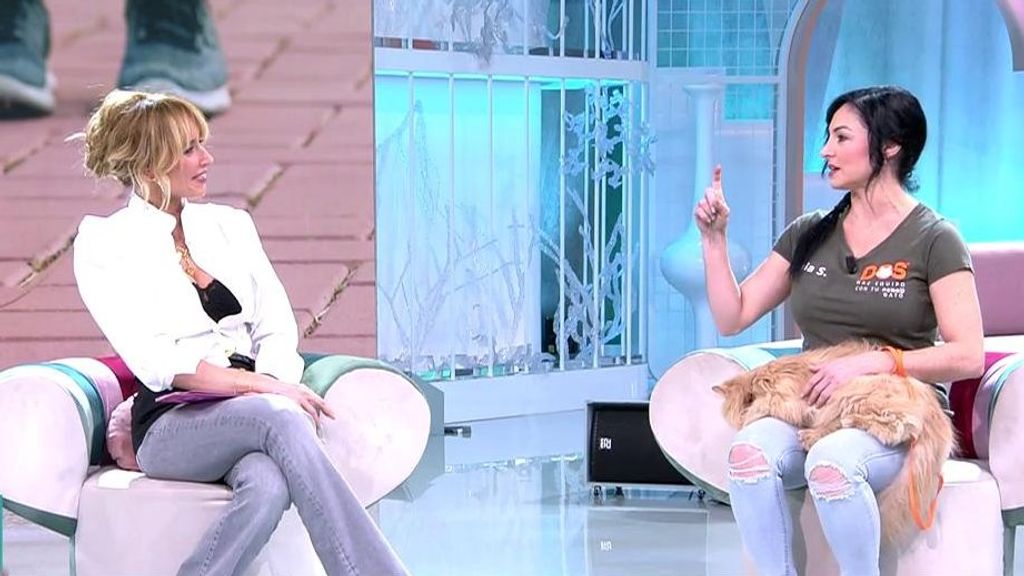 Perro o gato: ¿Cómo elegir a la mascota perfecta? Fiesta 2025 Top Vídeos 526