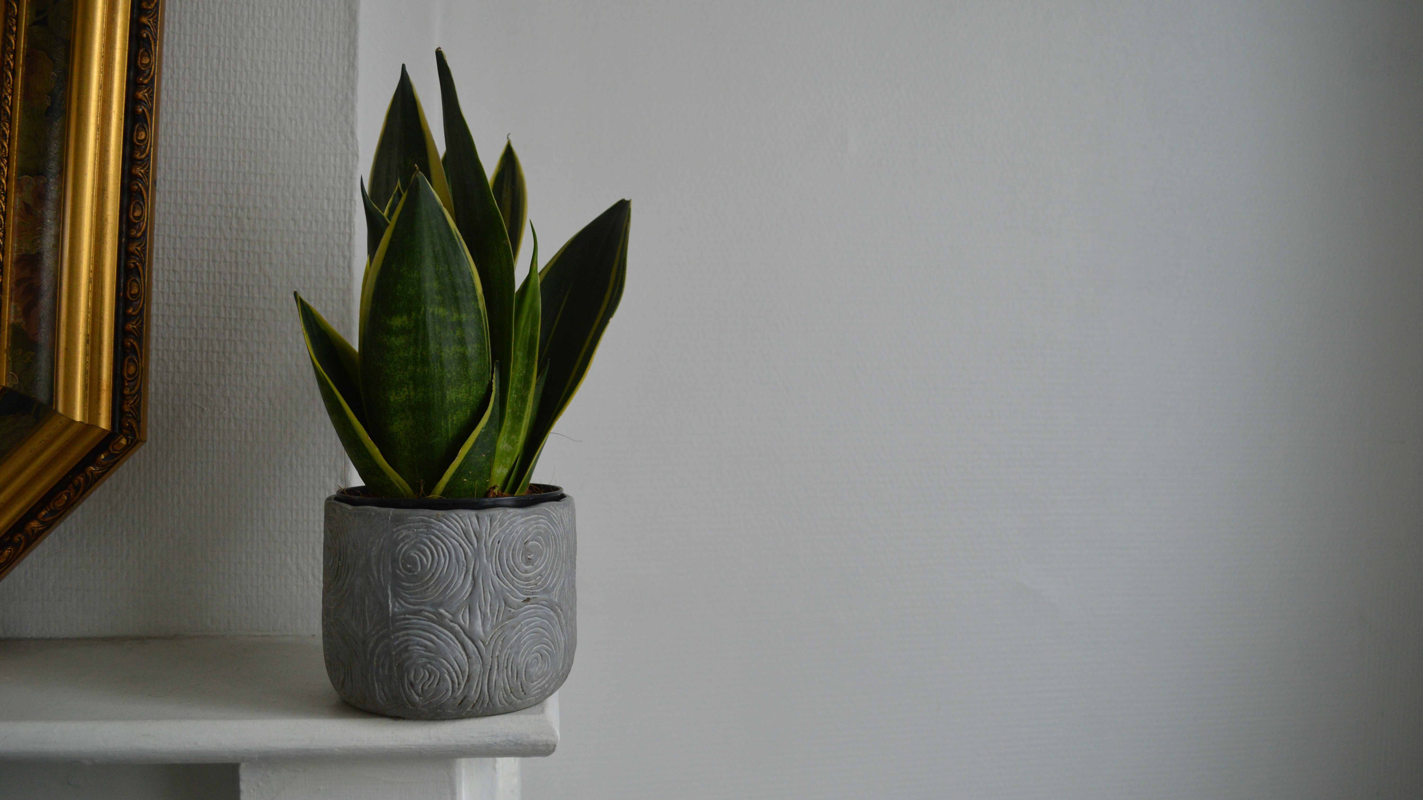 sansevieria unsplash