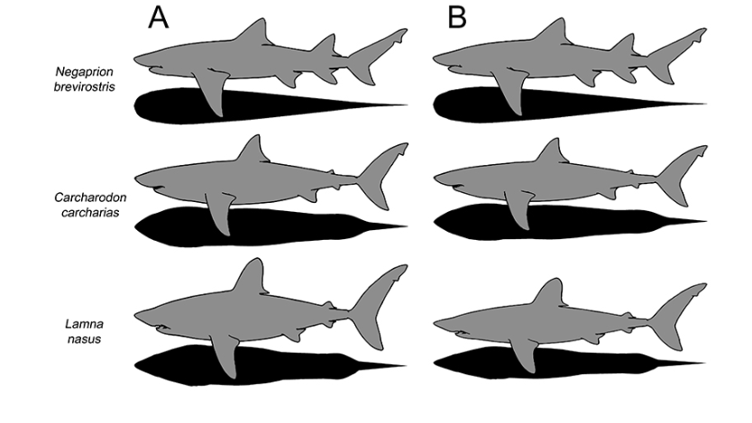 Tamaño del tiburón