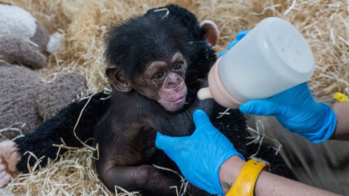 Bioparc Valencia comparte la elección del nombre de la nueva cría de chimpancé