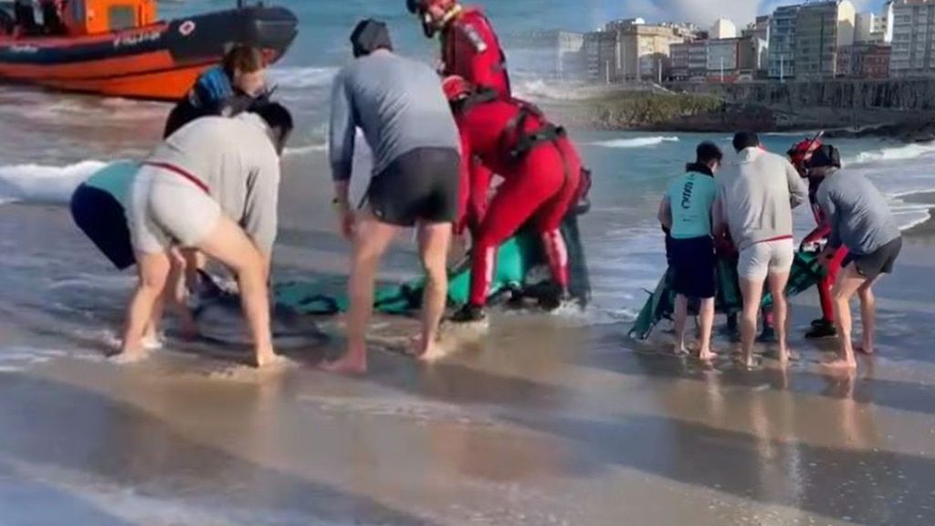 El rescate a un delfín en una playa de A Coruña