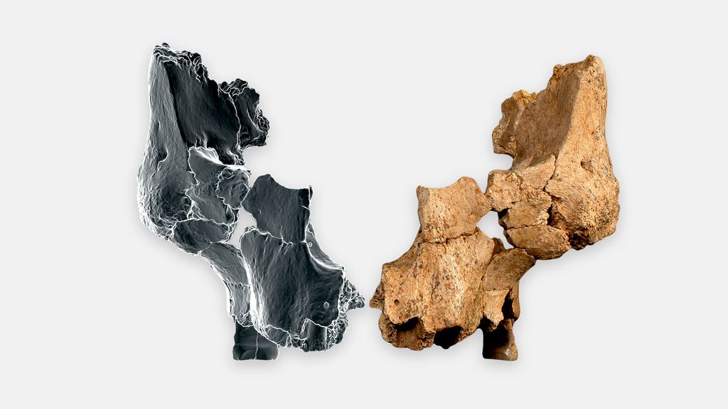 Fósil original junto al lado derecho reflejado mediante técnicas de imagen 3D del rostro de un homínido asignado a Homo affinis erectus