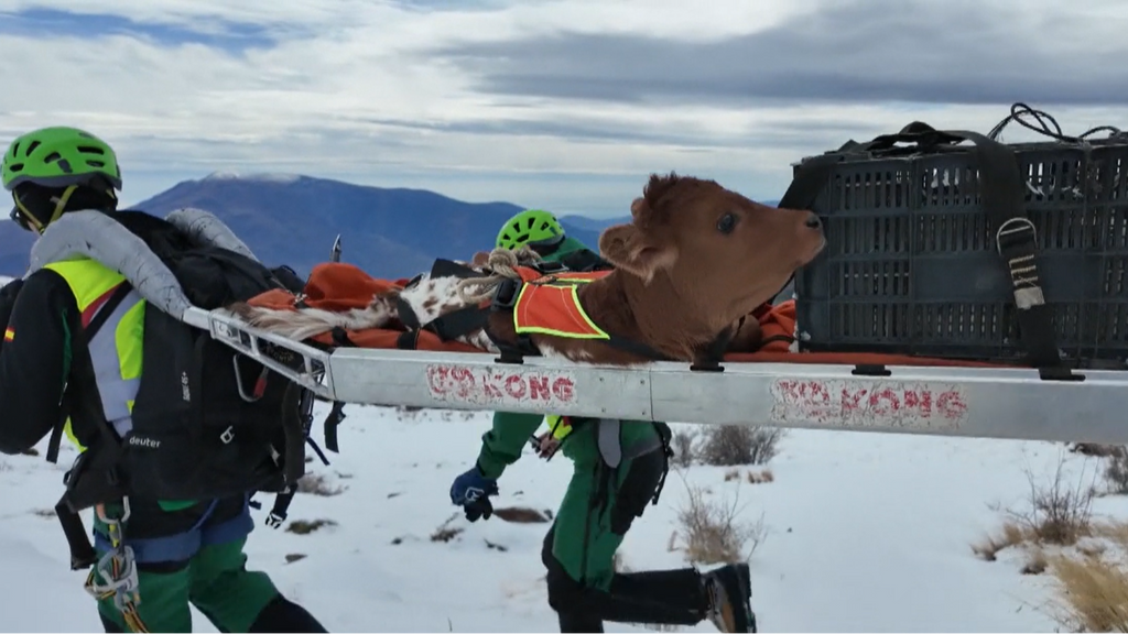 Rescatar a los animales atrapados en la nieve, la misión de la Guardia Civil de Montaña con el temporal