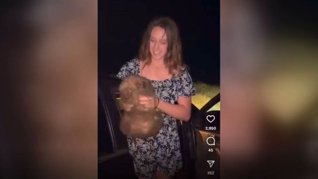 Una influencer captura una cría de wombat