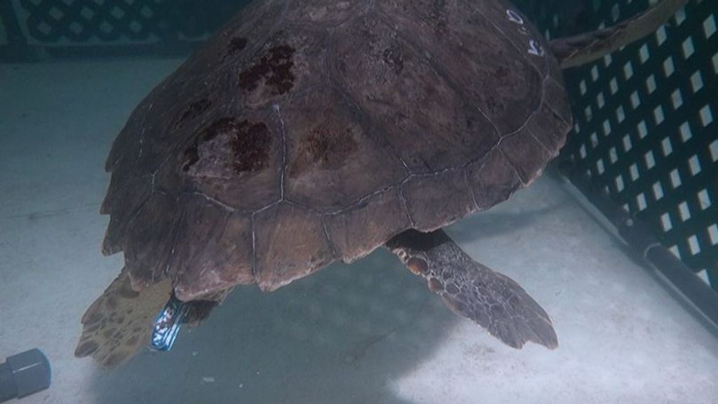 Una tortuga rescatada por el Oceanogràfic de Valencia expulsa plásticos durante su recuperación