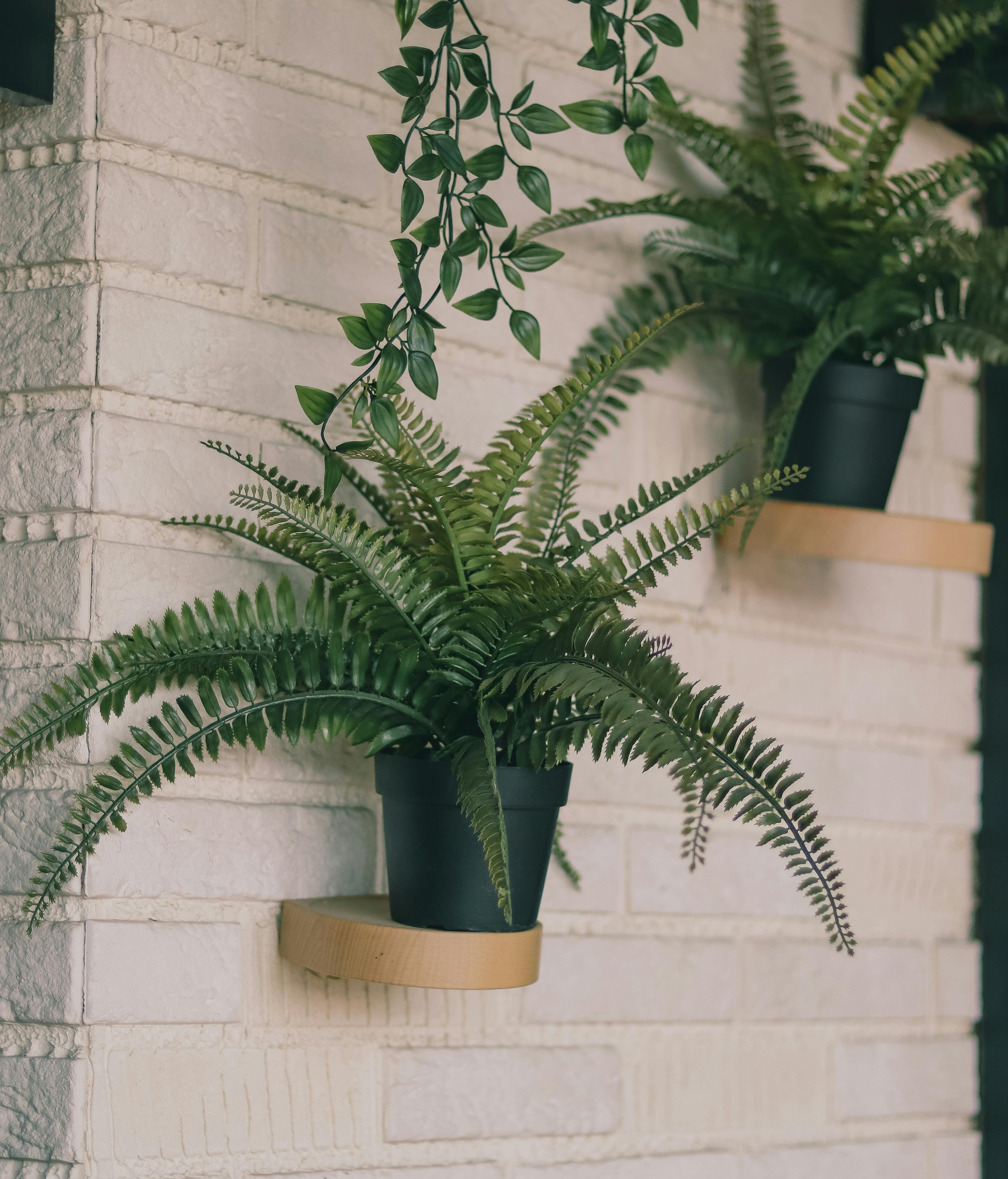 Al helecho le encanta la humedad. FUENTE: Pexels