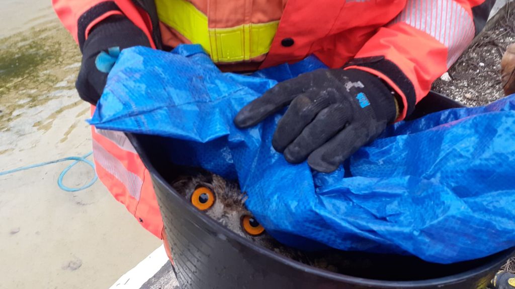 El búho real rescatado por los bomberos en Oliva, Valencia