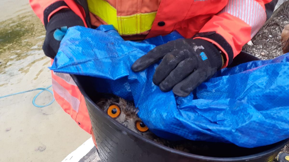 El búho real rescatado por los bomberos en Oliva, Valencia