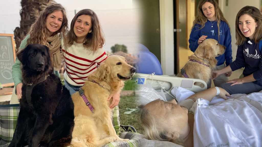 El trabajo de Gisela y Nía, las perras enfermeras del área de cuidados paliativos: "Su acompañamiento facilita la despedida"