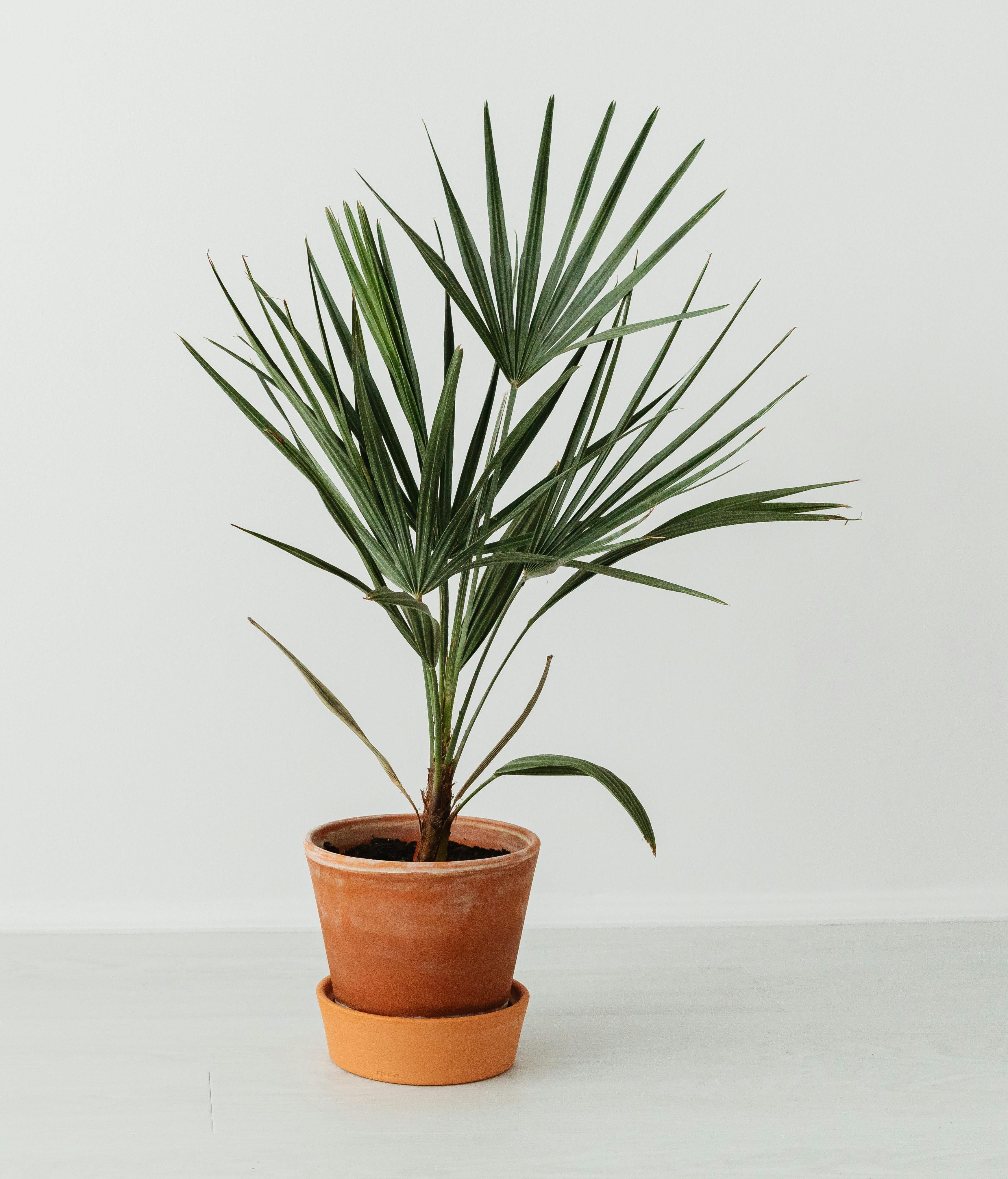 Las palmeras son muy resistentes. FUENTE: Pexels