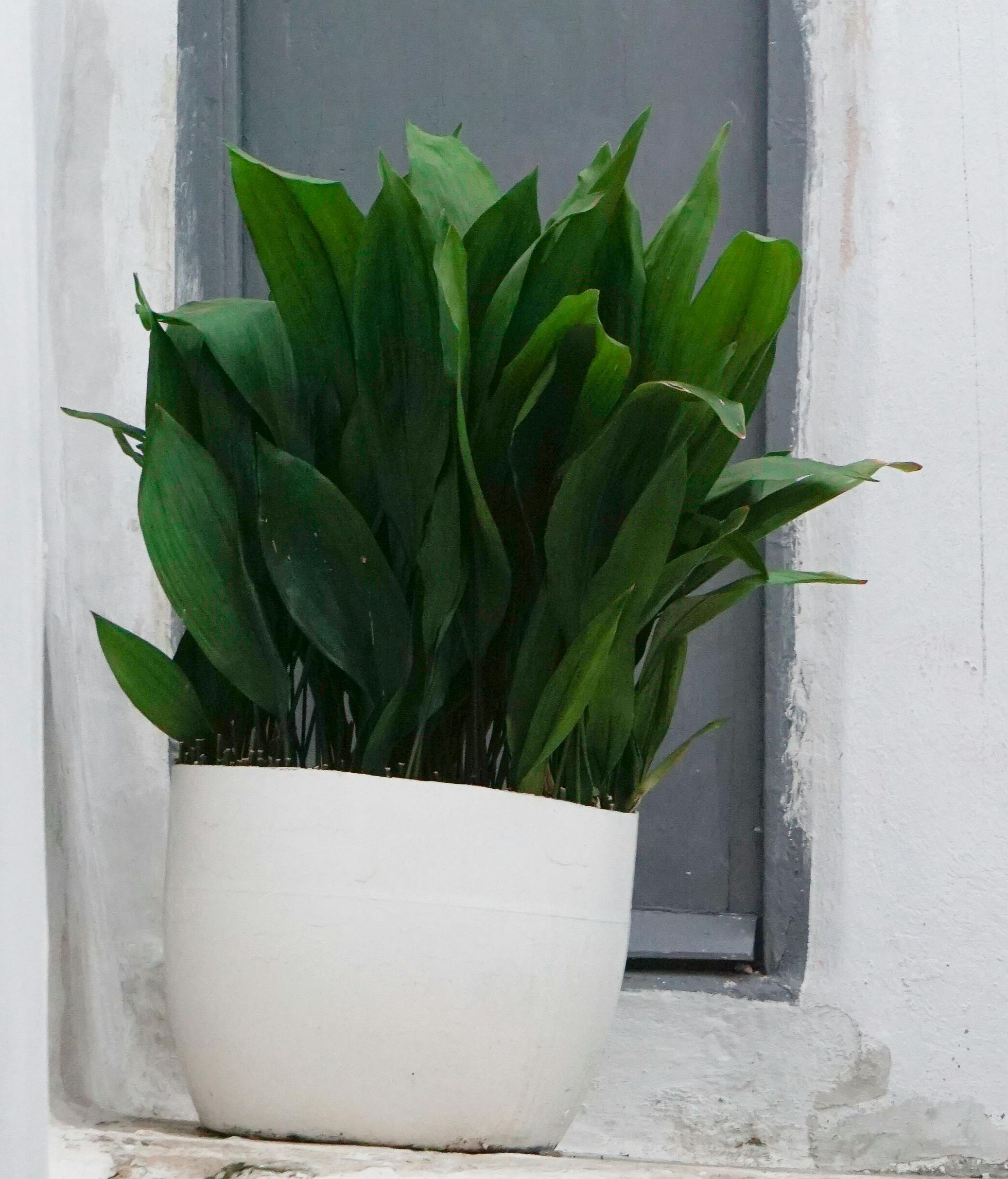 Planta aspidistra. FUENTE: Pexels