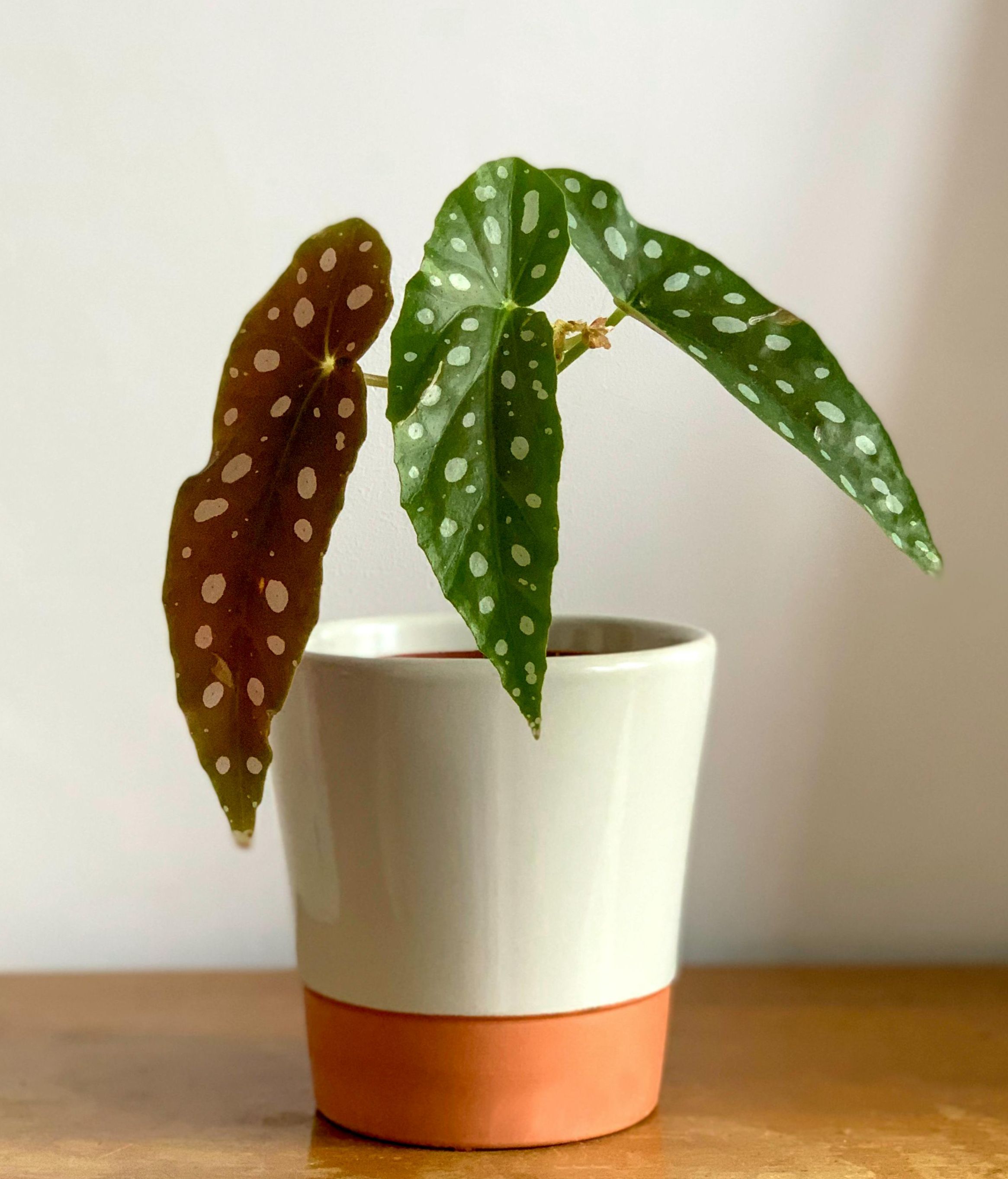 Planta begonia. FUENTE: Pexels