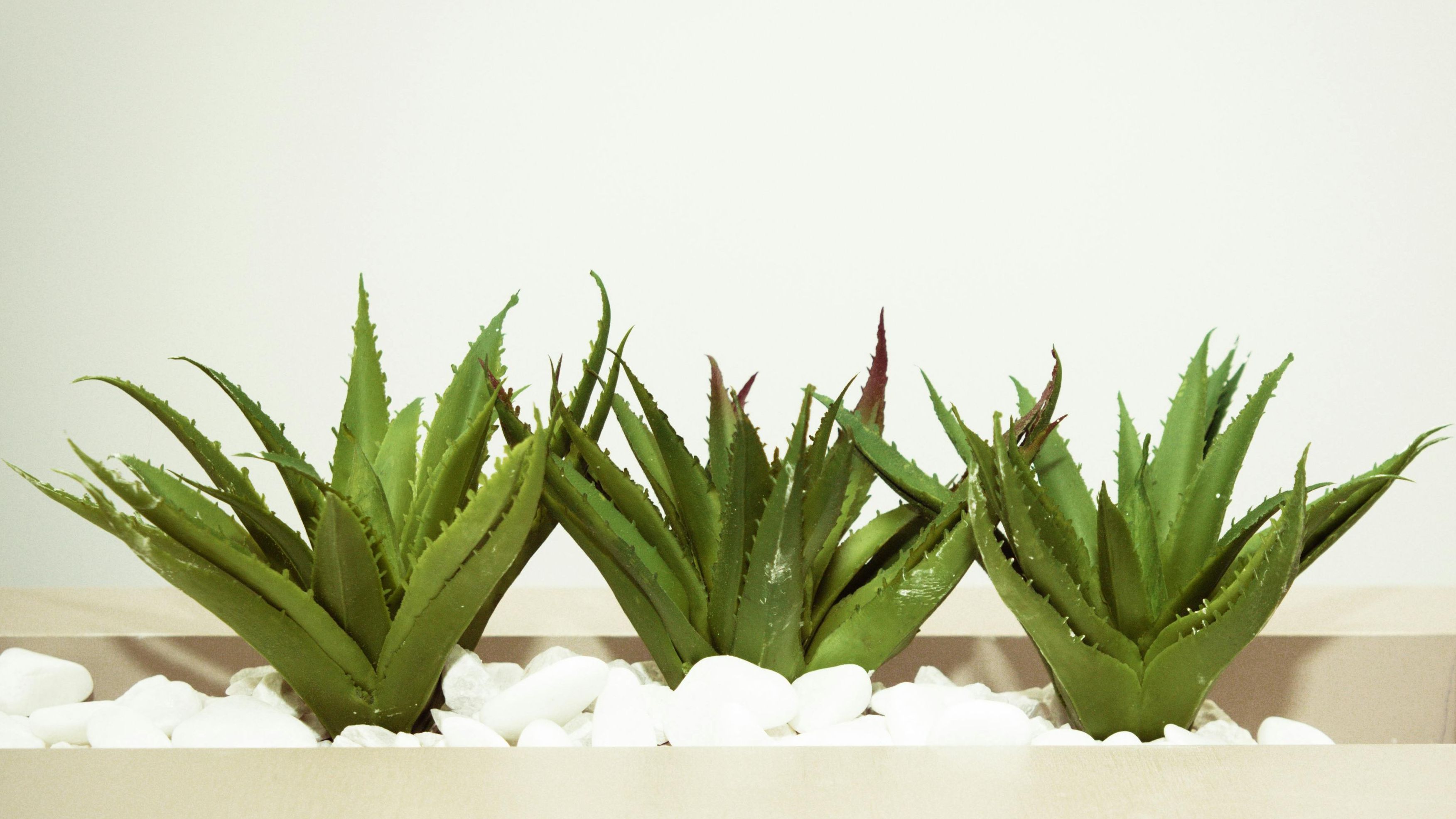 Plantas de aloe vera. FUENTE: Pexels