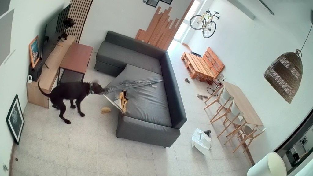 Ansiedad por separación, una patología que sufren uno de cada cinco perros: "Acaban destruyendo mobiliario"