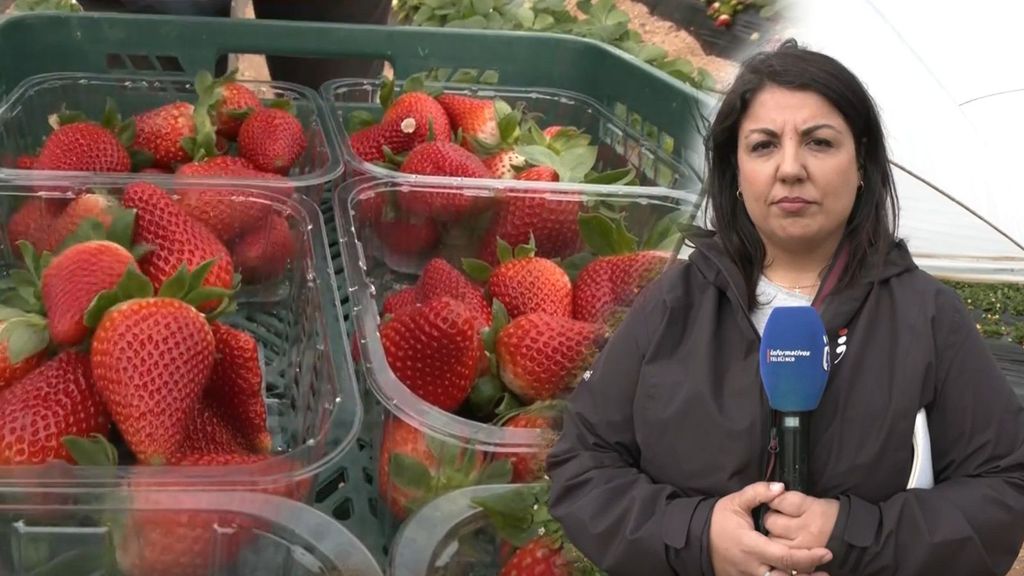 Cultivo fresa