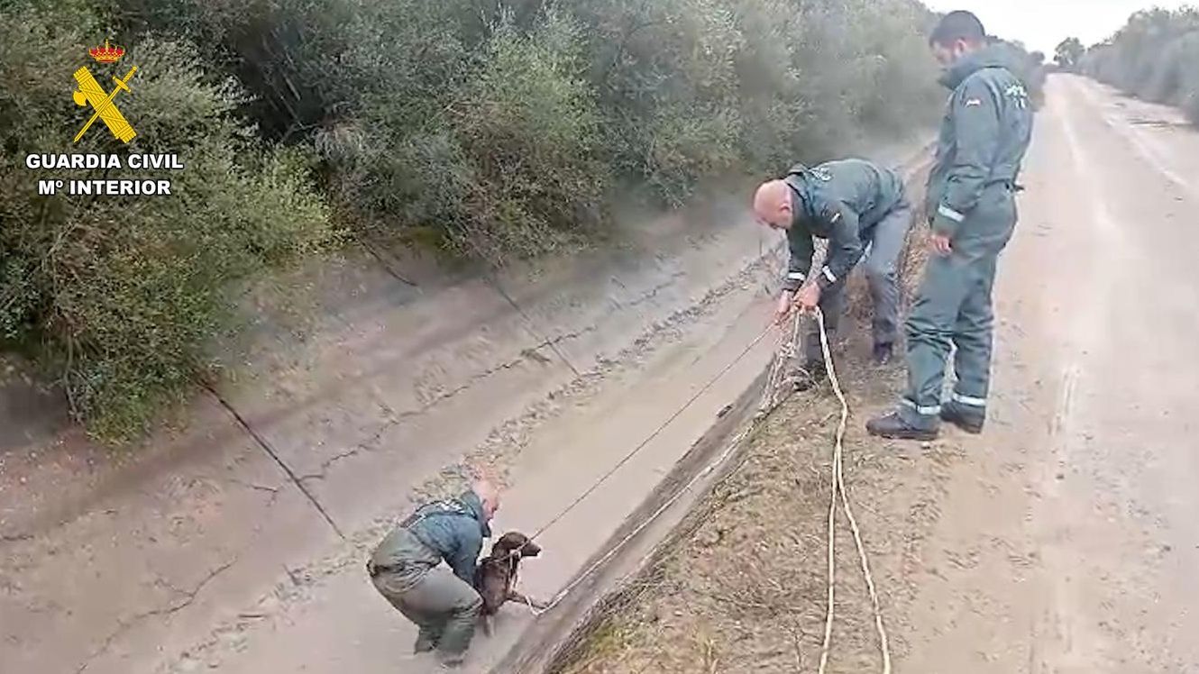 El Seprona rescata a tres perros de una acequia en Dos Hermanas, Sevilla