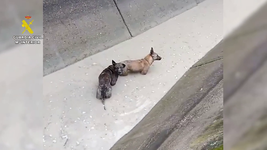 La Guardia Civil rescata a tres perros atrapados en una acequia en Dos Hermanas