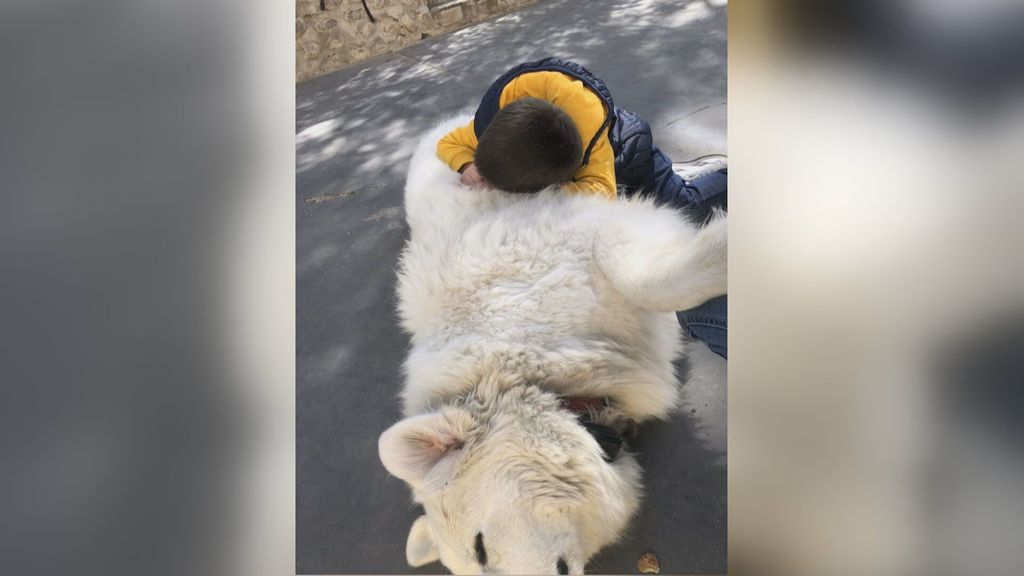Adrián, niño con autismo, abraza a un perro de asistencia