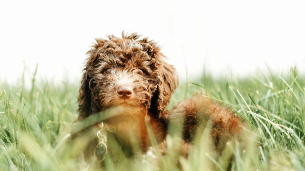 perro australian cobberdog