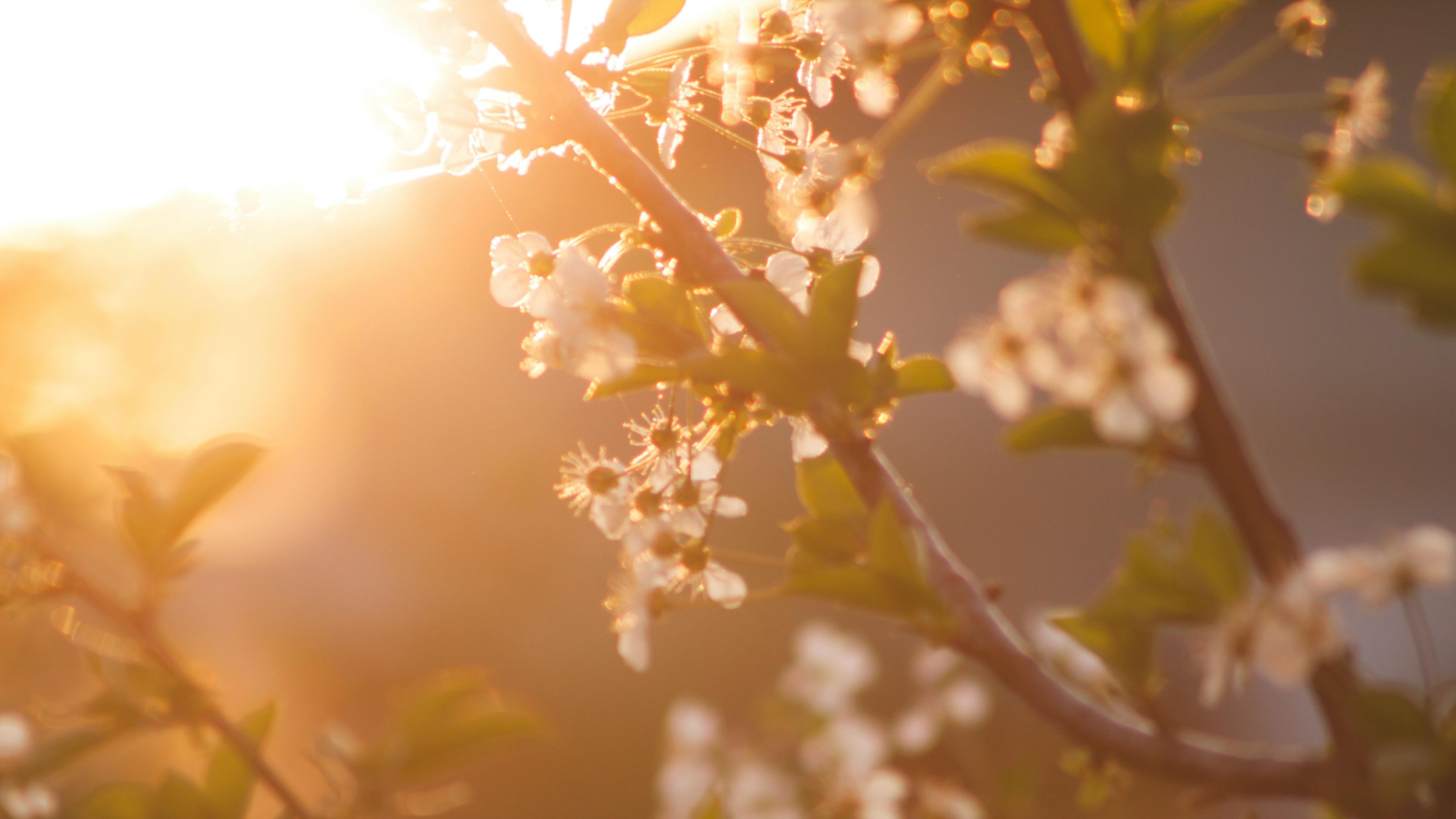primavera