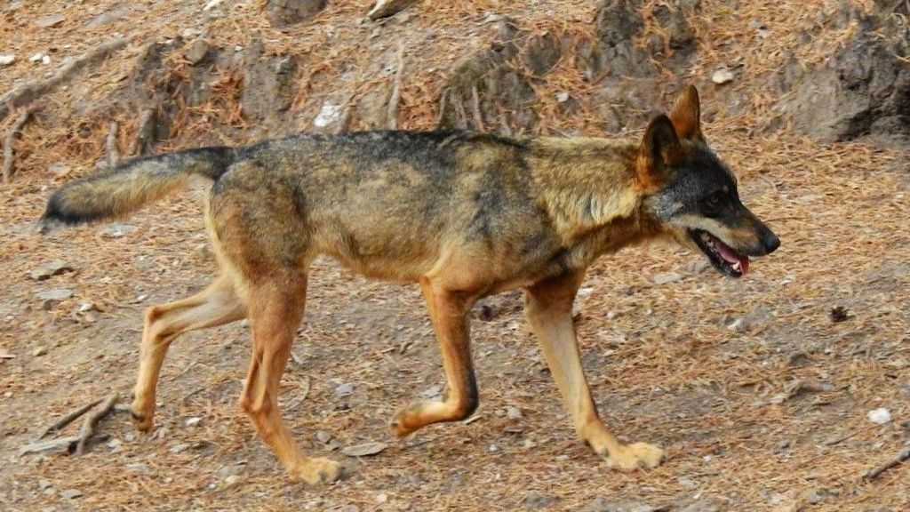 El lobo volverá a cazarse: PP, VOX y PNV votan a favor de esta actividad en el Congreso