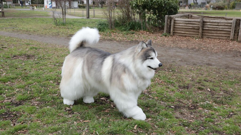 Tokotoko Zoo, el lugar donde cualquiera puede cumplir el sueño de ser un perro en Japón