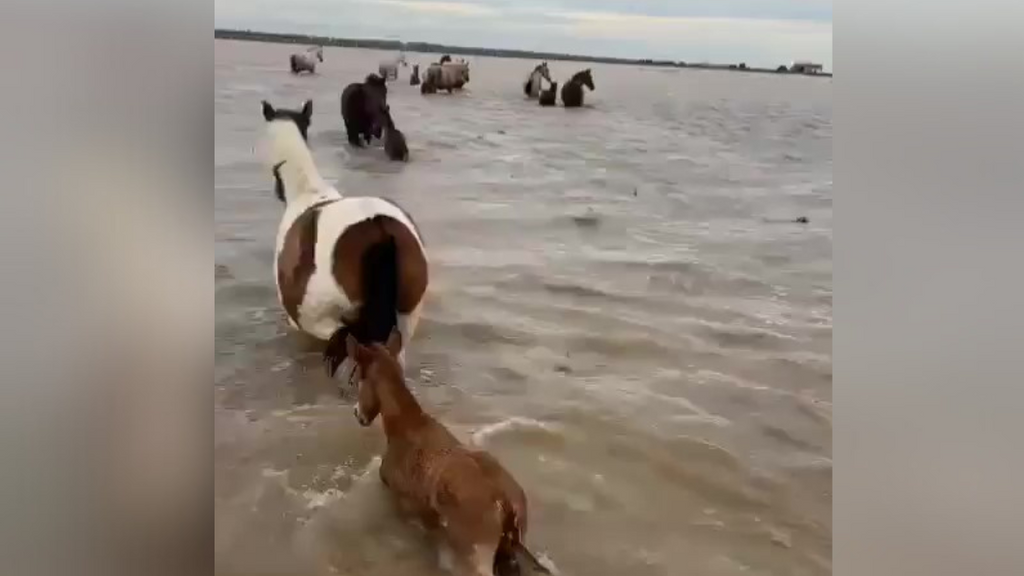 Ganaderos de Hinojos evacúan este sábado a 600 cabezas de ganado por las inundaciones en marismas de Doñana