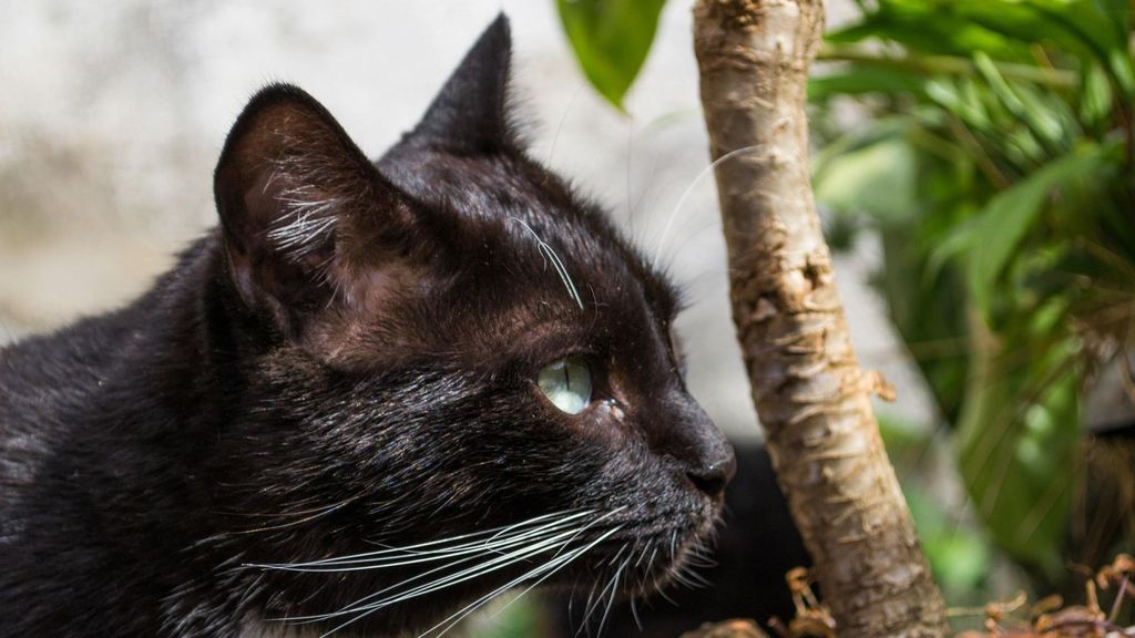 Gato negro