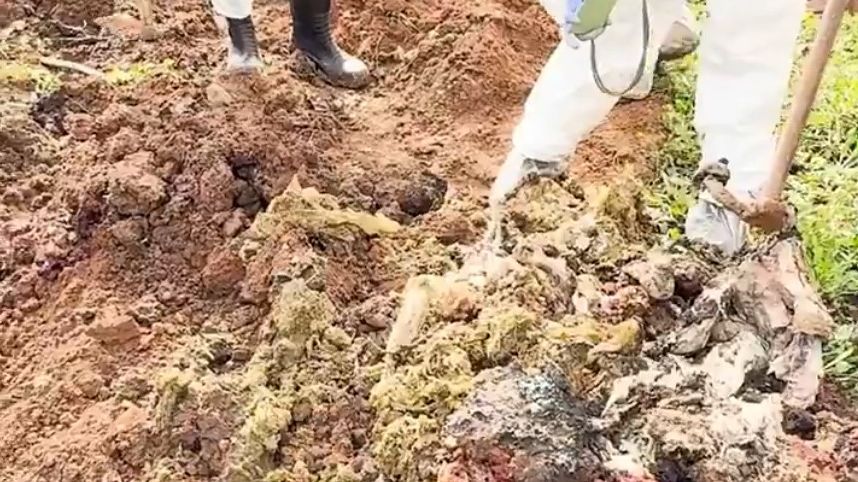 Restos de animales muertos en una finca irregular en Tarragona