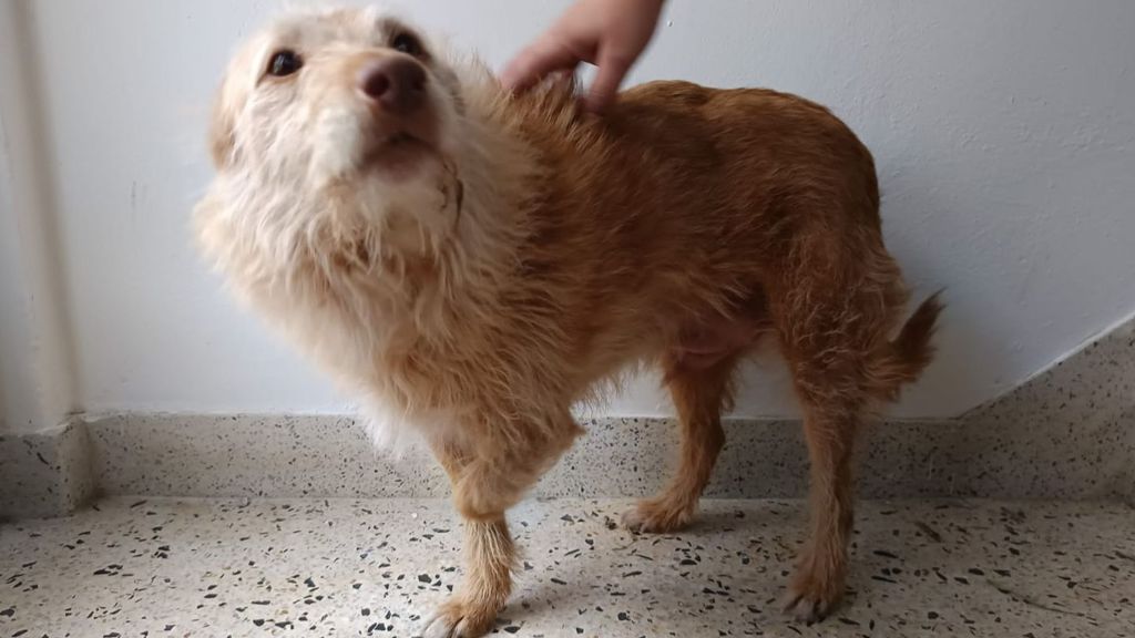 Buscan una prótesis para el perro Paco en Moaña