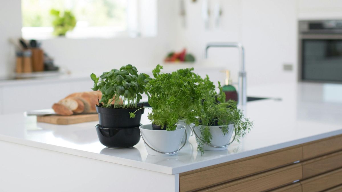 Ideas para decorar con plantas tu cocina