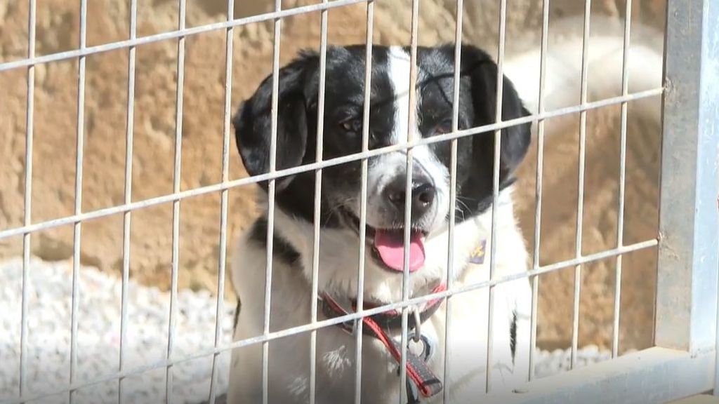 Las mascotas, otras víctimas de la DANA