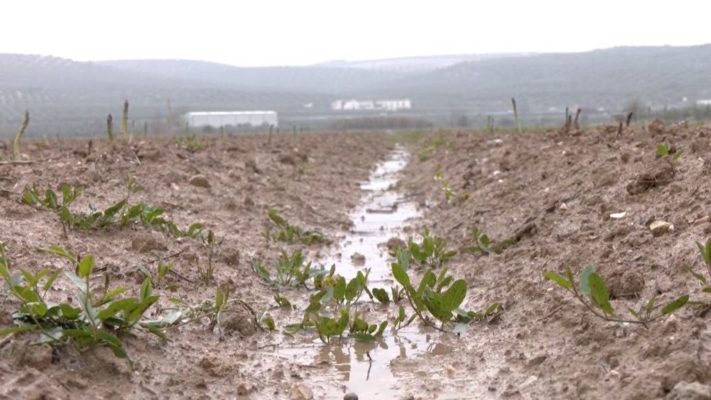 Los cultivos más afectados por las intensas lluvias del mes de marzo