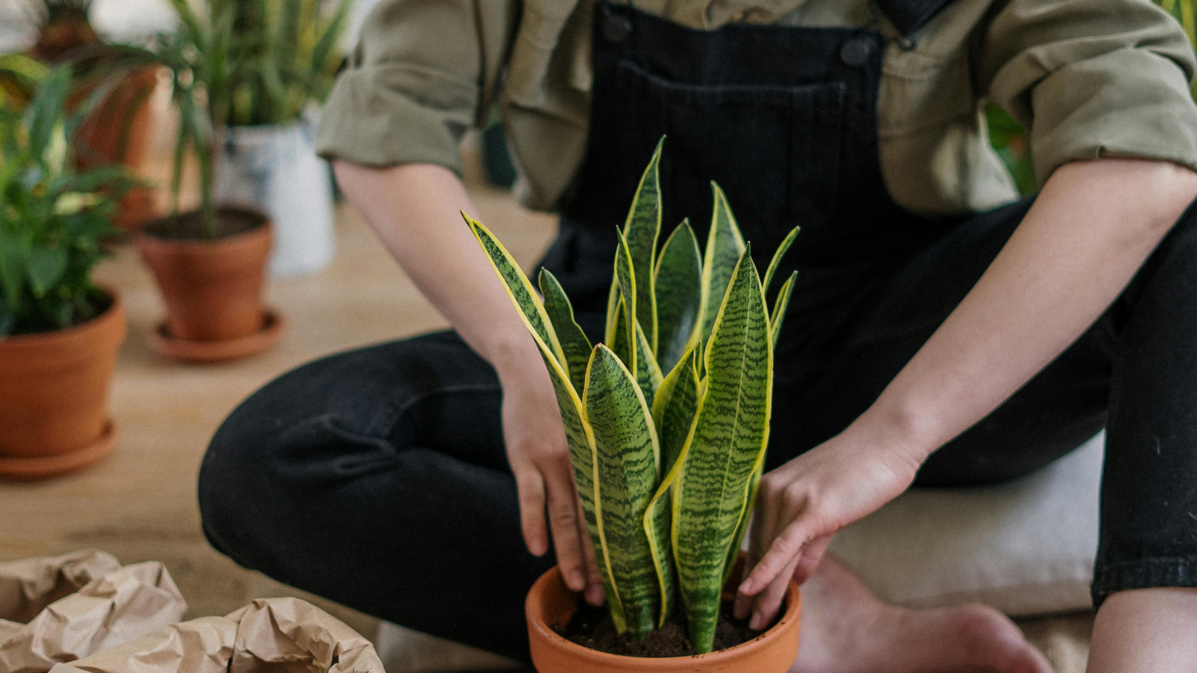 Que no falten las plantas en tu casa. FUENTE: Pexels