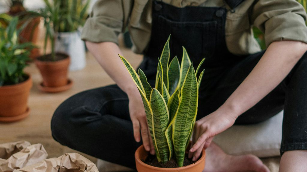 Que no falten las plantas en tu casa. FUENTE: Pexels