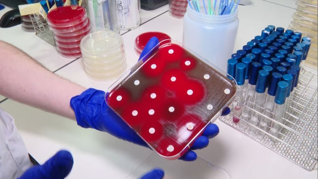 Bacterias