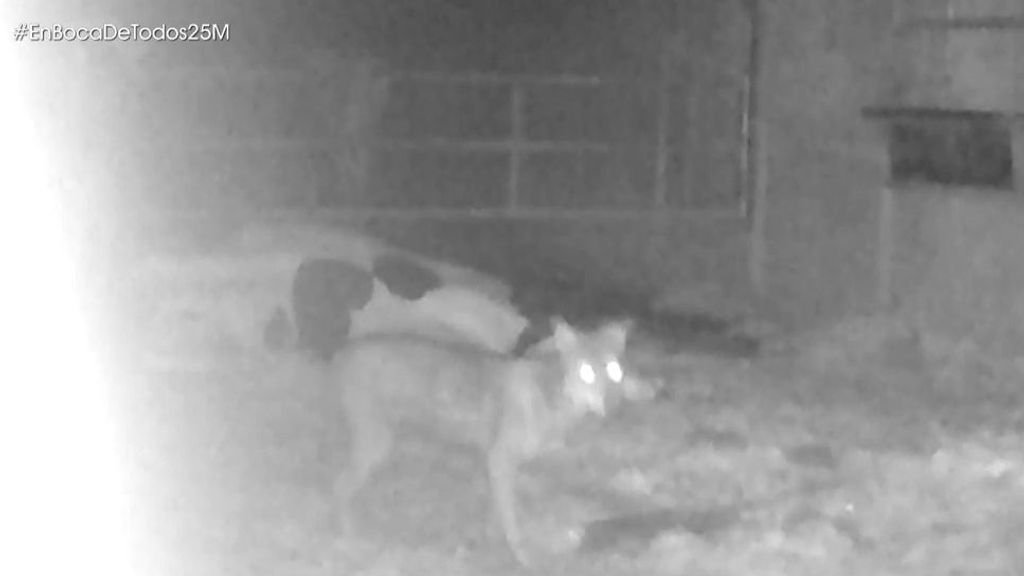 Las imágenes del ataque del lobo a una vaca