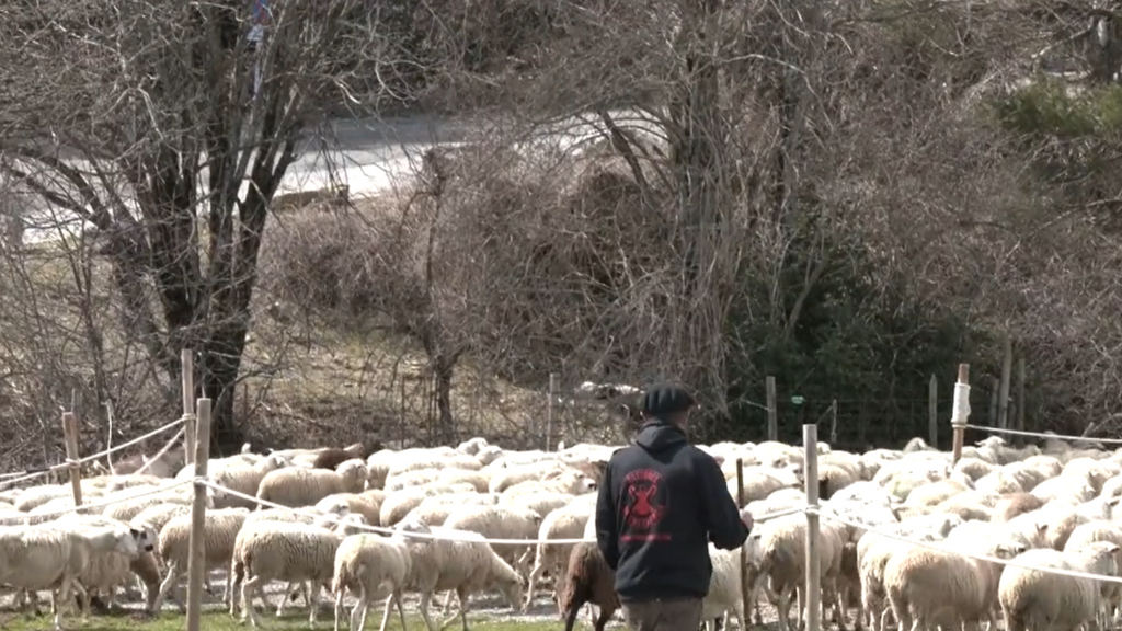 Pastores de emergencia, al rescate del campo en España: "El 70% de servicios los estamos realizando en Aragón"